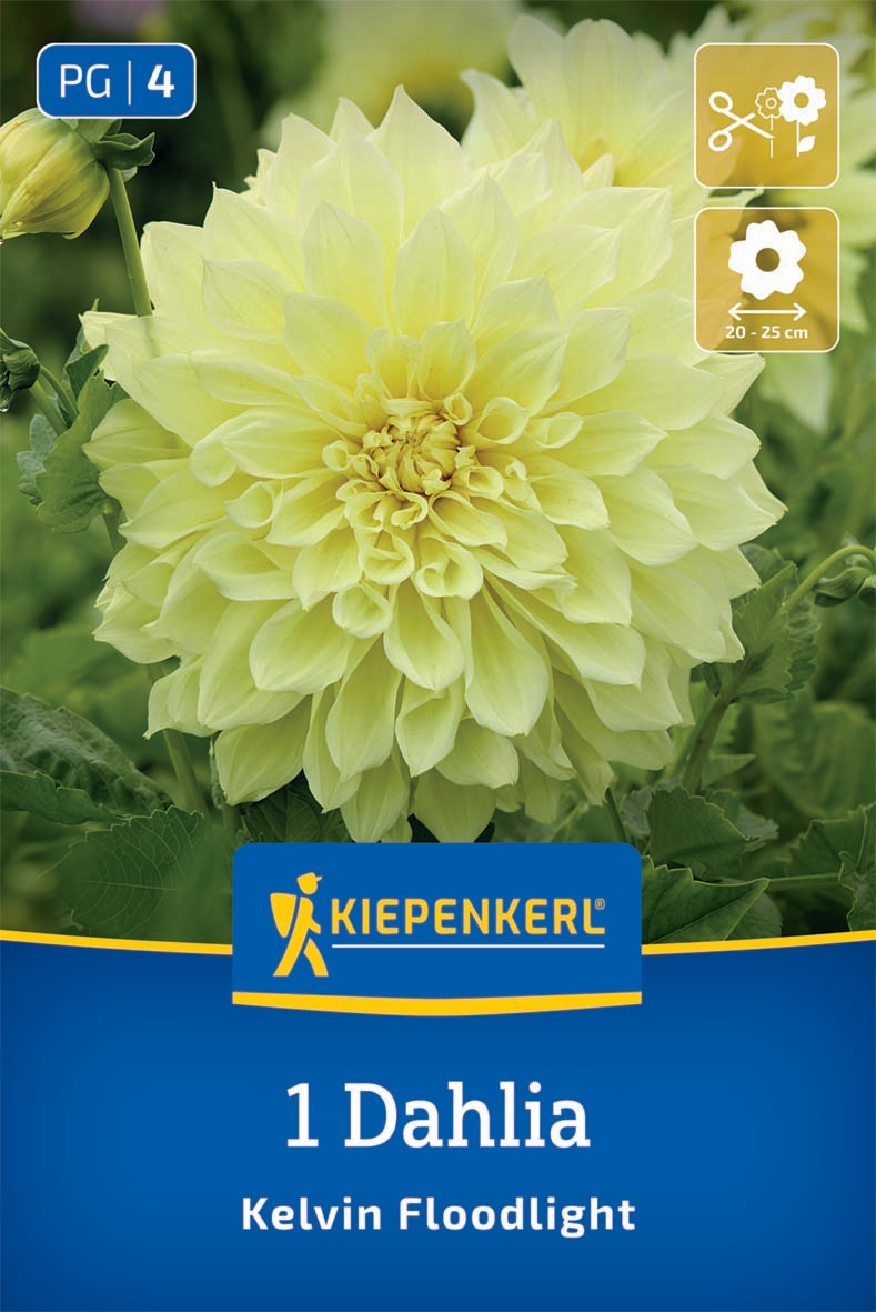 Riesenblüten-Dahlie Kelvin Floodlight
