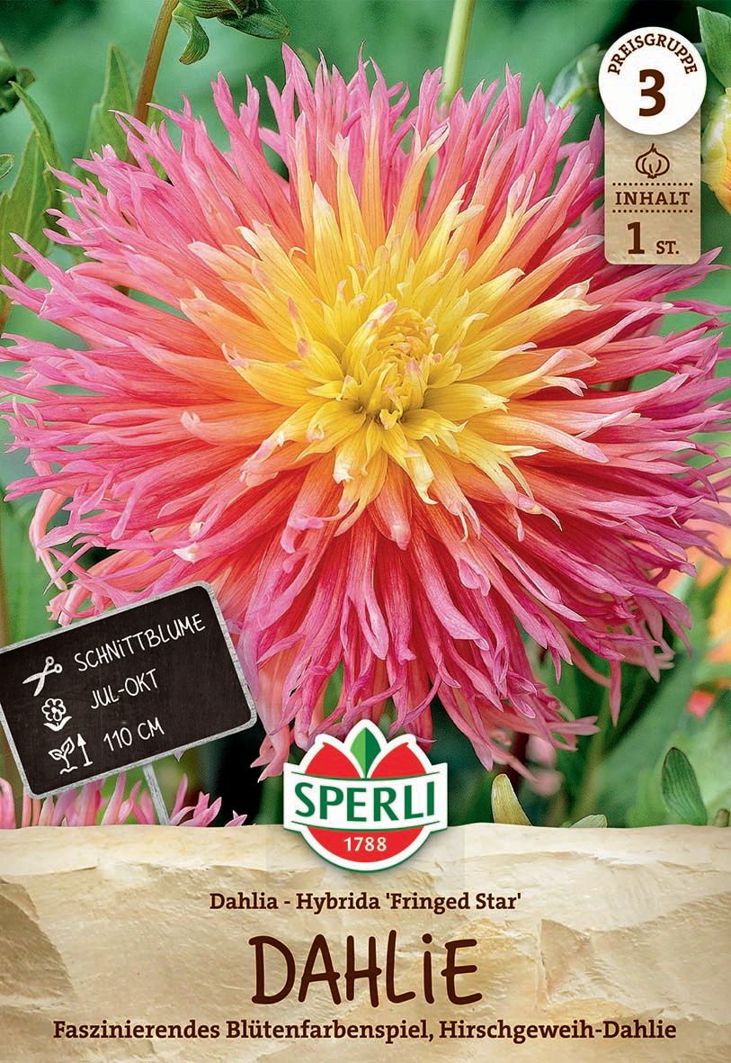 Große, bunte Dahlie mit gelben, rosa und orangefarbenen Blütenblättern.