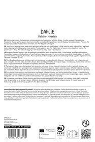 Dahlie Otto's Thrill