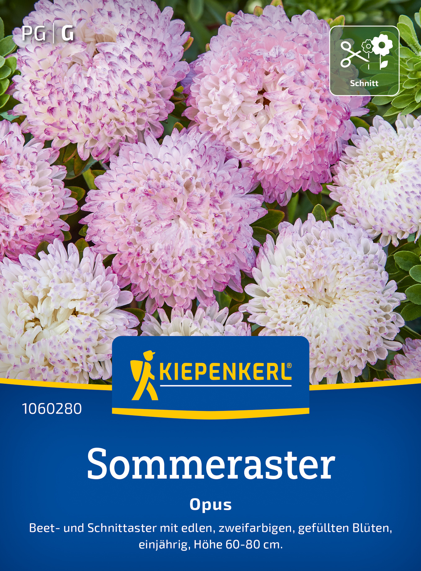 Sommerastersamen Opus