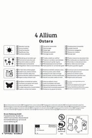Zierlauch Ostara