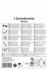 Anleitung für die Pflege einer Zantedeschia, Symbole erklären Wasserdosierung, Standort, Pflanzung, Frostschutz und Recycling.