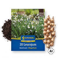 Mega-Pack Sommerknotenblumen