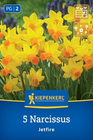 Alpenveilchen-Narzisse Jetfire