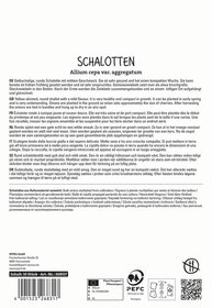 Runde gelbe Zwiebelschalotten mit mildem Geschmack, aufgereiht, auf weißem Hintergrund.