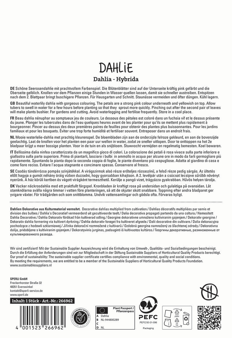 Dahlie, rosa Blütenknospen, grüne Blätter auf weißem Hintergrund.