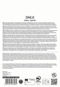 Dahlie, rosa Blütenknospen, grüne Blätter auf weißem Hintergrund.