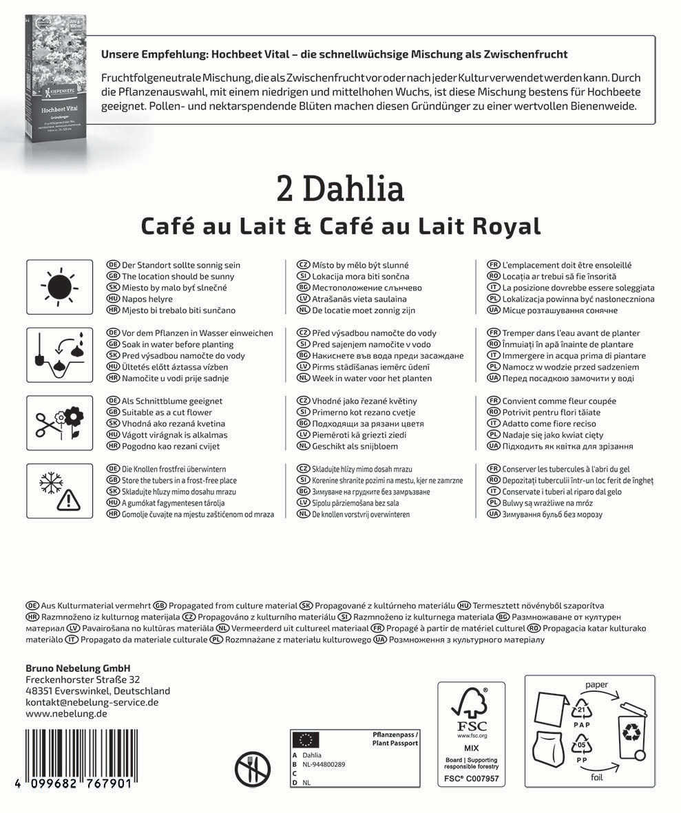 Dahlien Duo Café au Lait & Café au Lait Royal