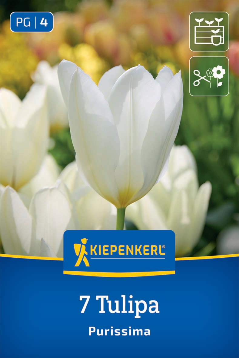 Fosteriana-Tulpe Purissima