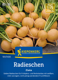 Radieschensamen Zlata