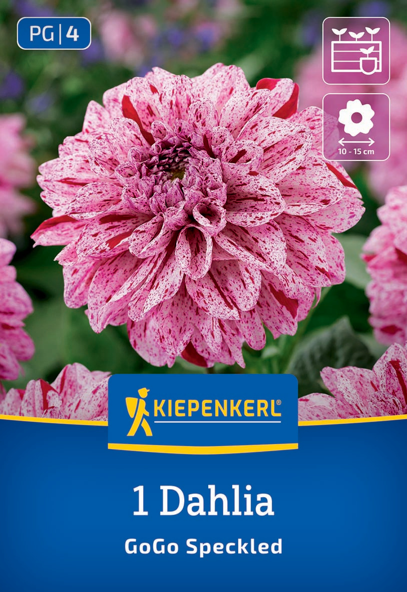 Große pink-weiß gesprenkelte Dahlie mit runden Blütenblättern vor grünem Hintergrund.