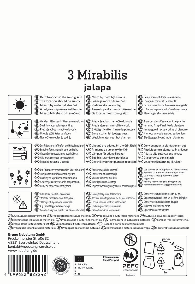 Drei Mirabilis Jalapa auf weißem Hintergrund, Textanweisungen zu Standort, Wasser, Pflanzung, Pflege und Recycling.