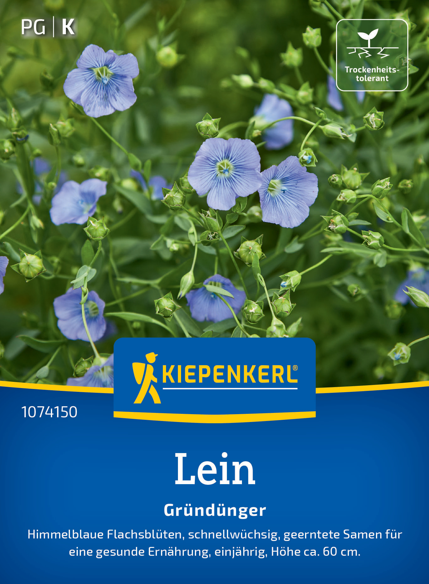 Blaue Leinen in voller Blüte, umgeben von grünen Blättern und zahlreichen Knospen.