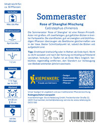 Sommerastersamen Rose of Shanghai Mischung