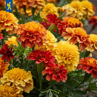 Bunte Marigoldblumen in Gelb, Orange und Rot mit grünen Blättern im Garten.