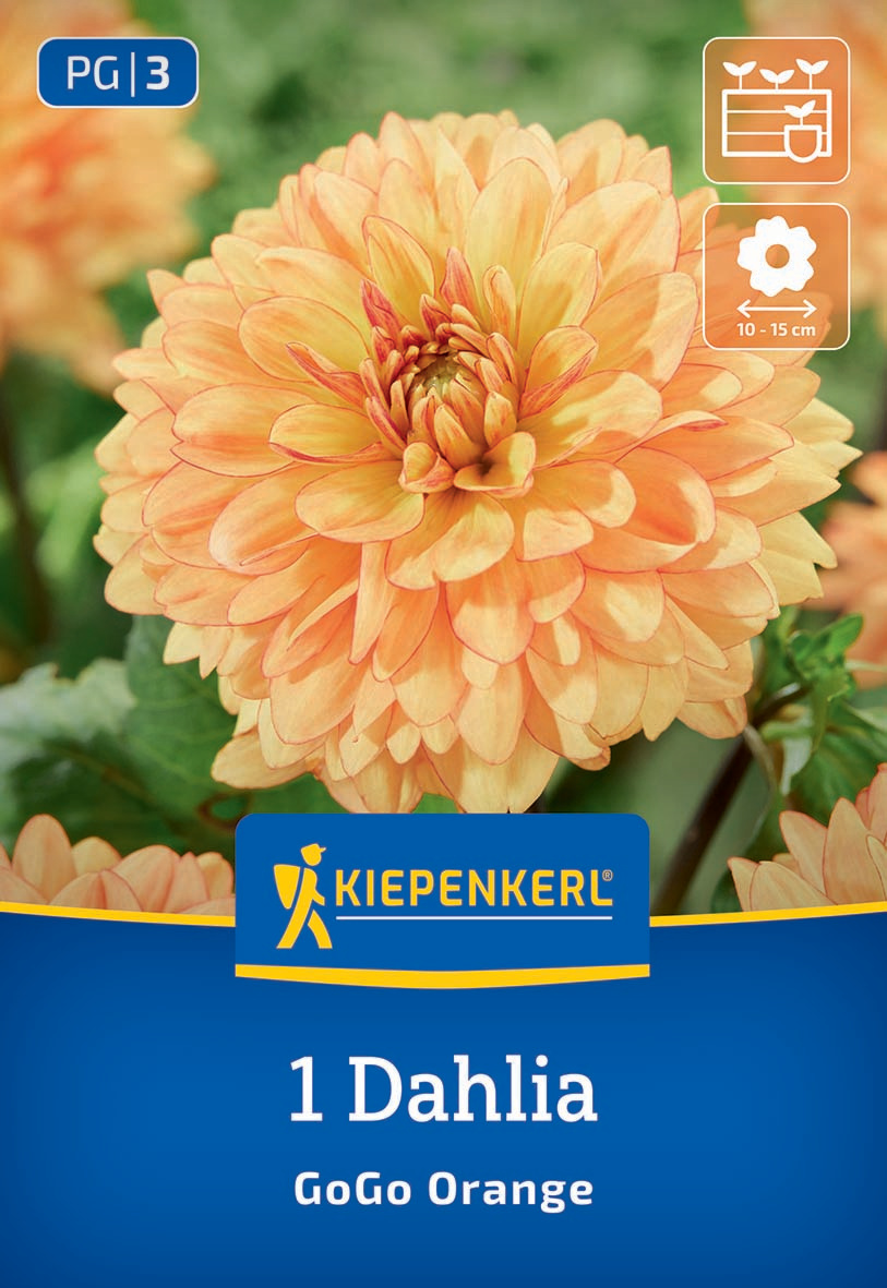 Orange Dahlie mit dichten, runden Blüten und grünen Blättern im Hintergrund.
