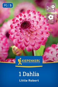 Pompon-Dahlie Little Robert