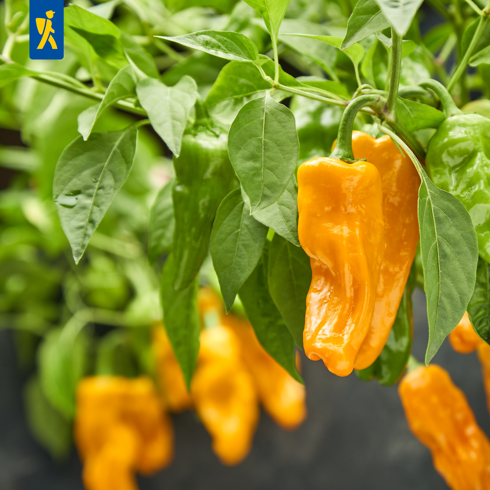 Gelbe Paprika wächst an einem grünen Pflanzenstrauch mit großen Blättern.