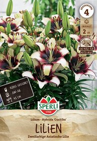 zimmerpflanze spathiphyllum Scheidenblatt Spathiphyllum Einblatt Zimmerpflanze 12cm 40cm