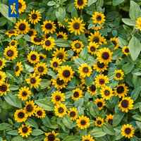 Gelbe Blumen mit dunkelbraunen Zentren und grüne Blätter.