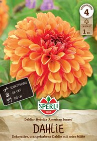 Orange und rote Dahlienblüte mit vielen schichten, im Hintergrund grüne Blätter.
