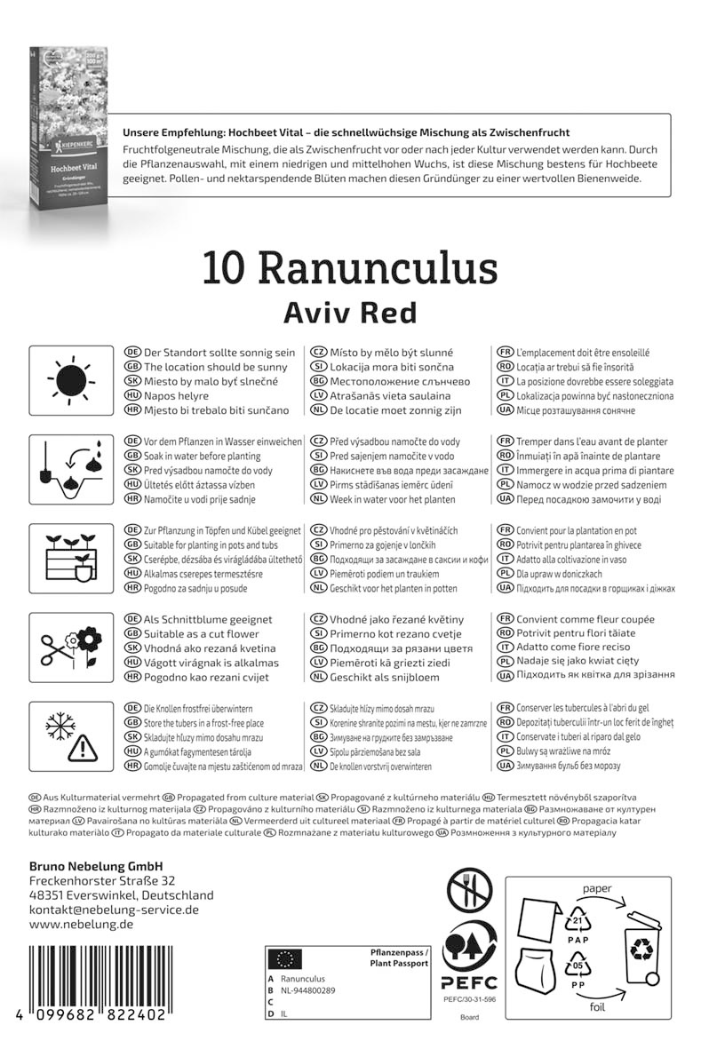 Ranunkeln Aviv Rot