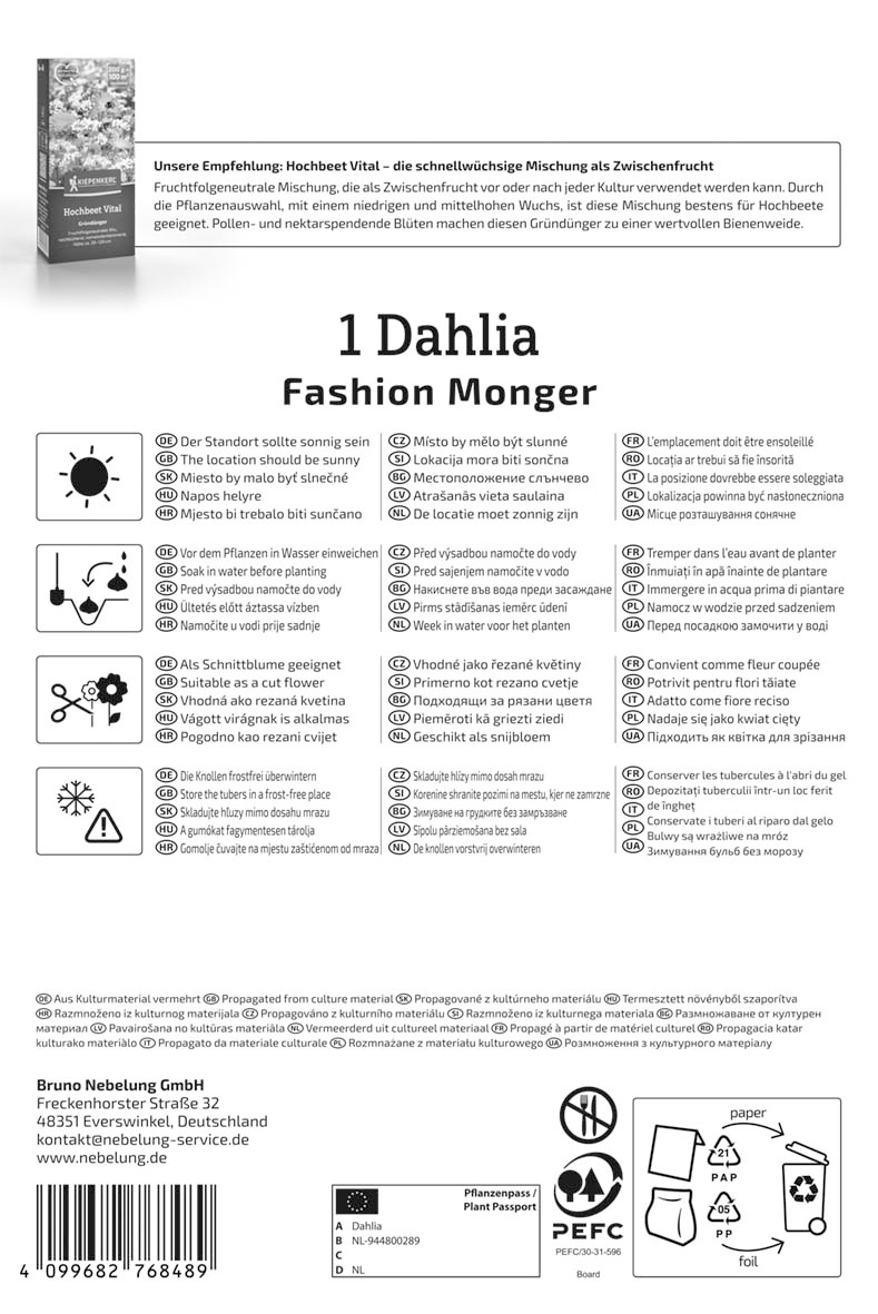 Dekorative Dahlie Fashion Monger