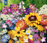 Bunte Mischung verschiedener Blüten mit Sonnenblumen und anderen Wildblumen in voller Blüte