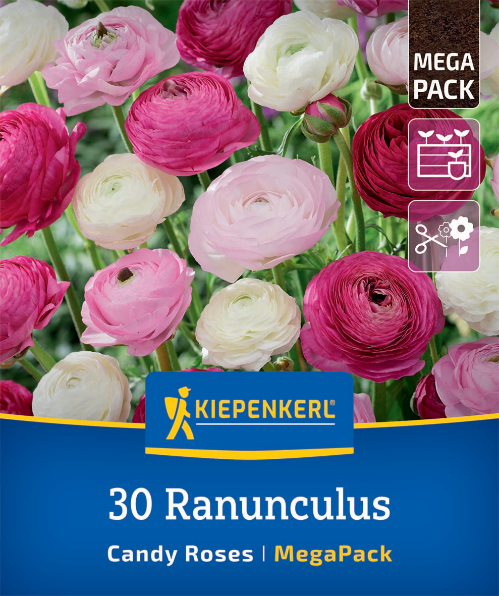 Mega-Pack Ranunkeln Mischung Candy Roses