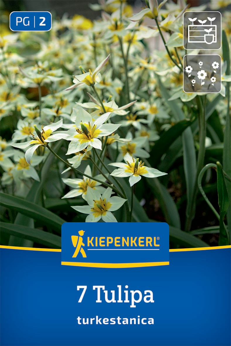 Wildtulpe Tulipa turkestanica
