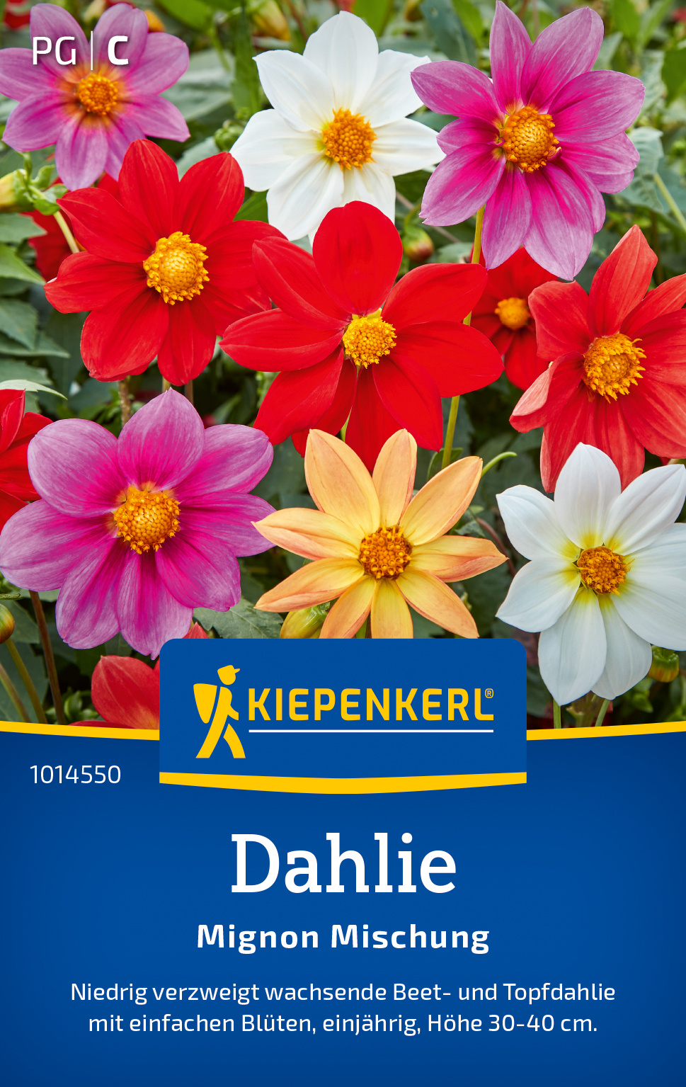 Dahliensamen Mignon Mischung