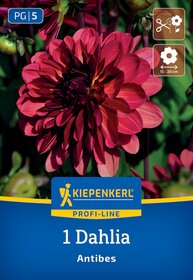 Rote Dahlie mit grünen Blättern im Hintergrund, Verpackung mit Markenname und Pflegehinweisen.
