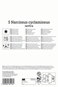 Alpenveilchen-Narzisse Jetfire