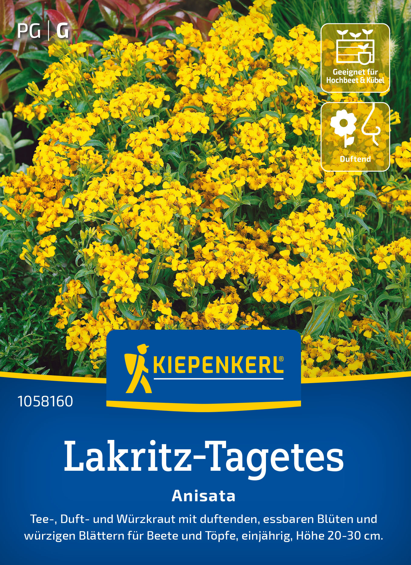Lakritz-Tagetessamen Anisata