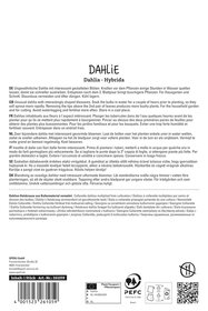 Dahlie Eefje