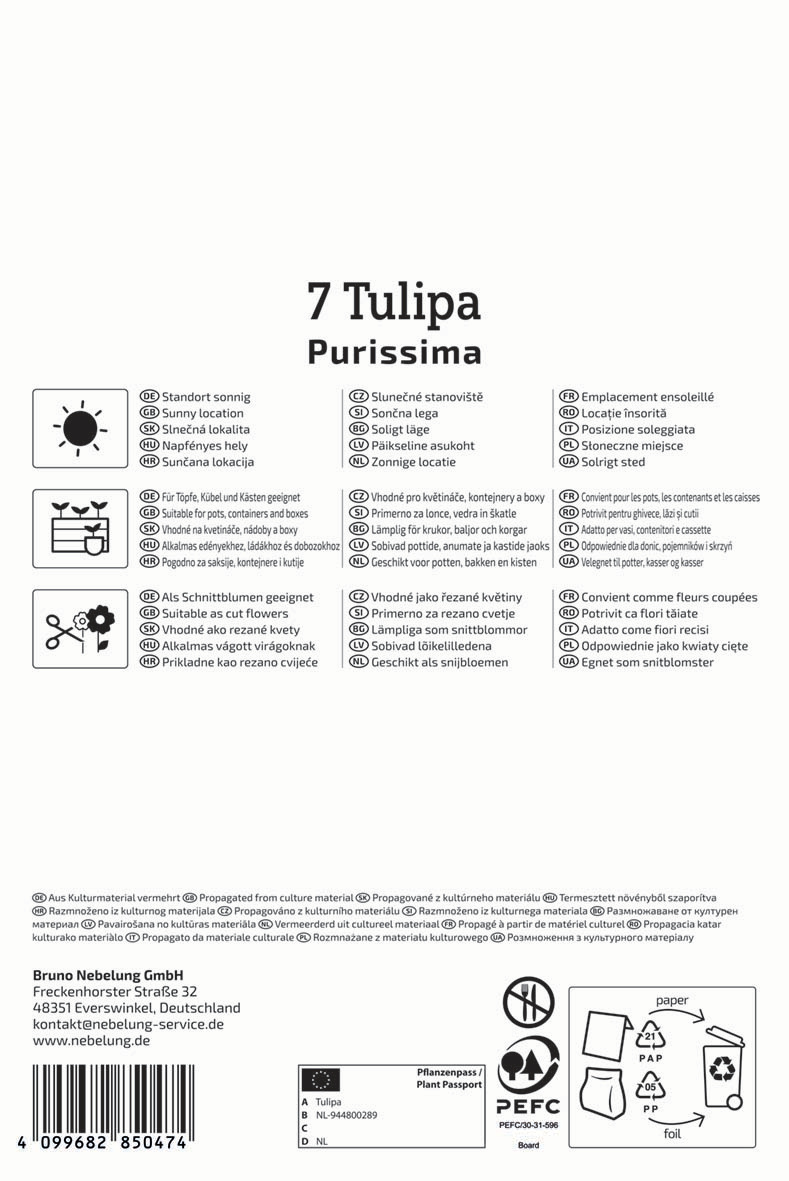 Fosteriana-Tulpe Purissima