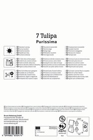 Fosteriana-Tulpe Purissima