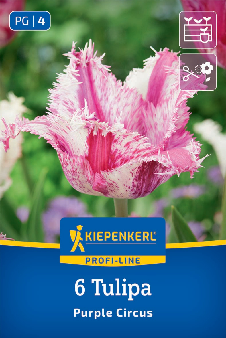 Gefranste Tulpe Purple Circus