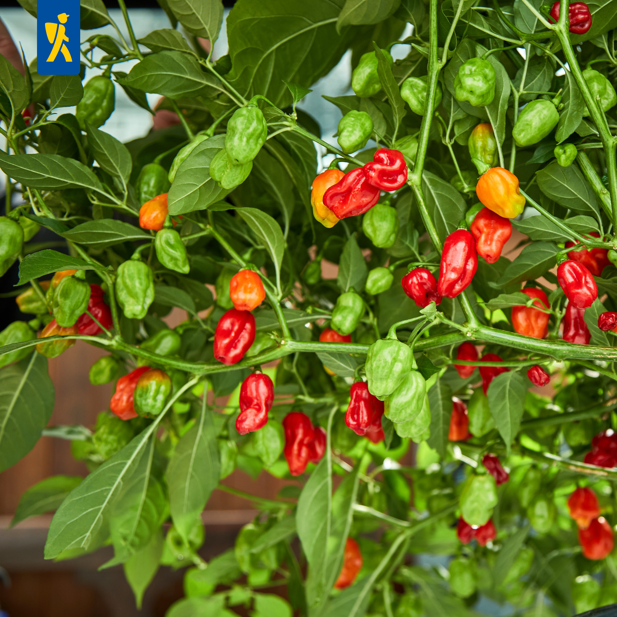 Chili-Paprika Hana Rot, F1
