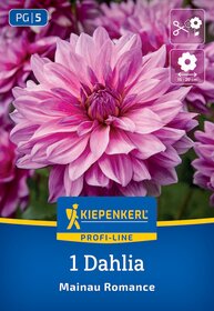 Große pink-lilafarbene Dahlie mit dichten Blütenblättern, Nahaufnahme.
