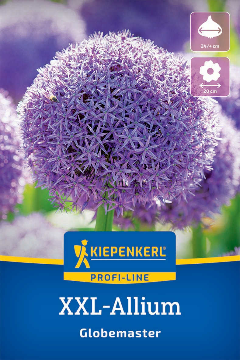 XXL-Blumenzwiebel - Zierlauch Globemaster