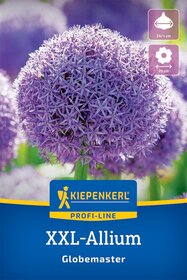 XXL-Blumenzwiebel - Zierlauch Globemaster