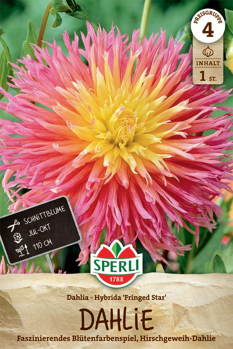 Dahlie Fringed Star