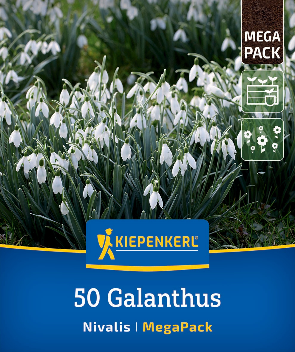 Mega-Pack Schneeglöckchen Galanthus nivalis