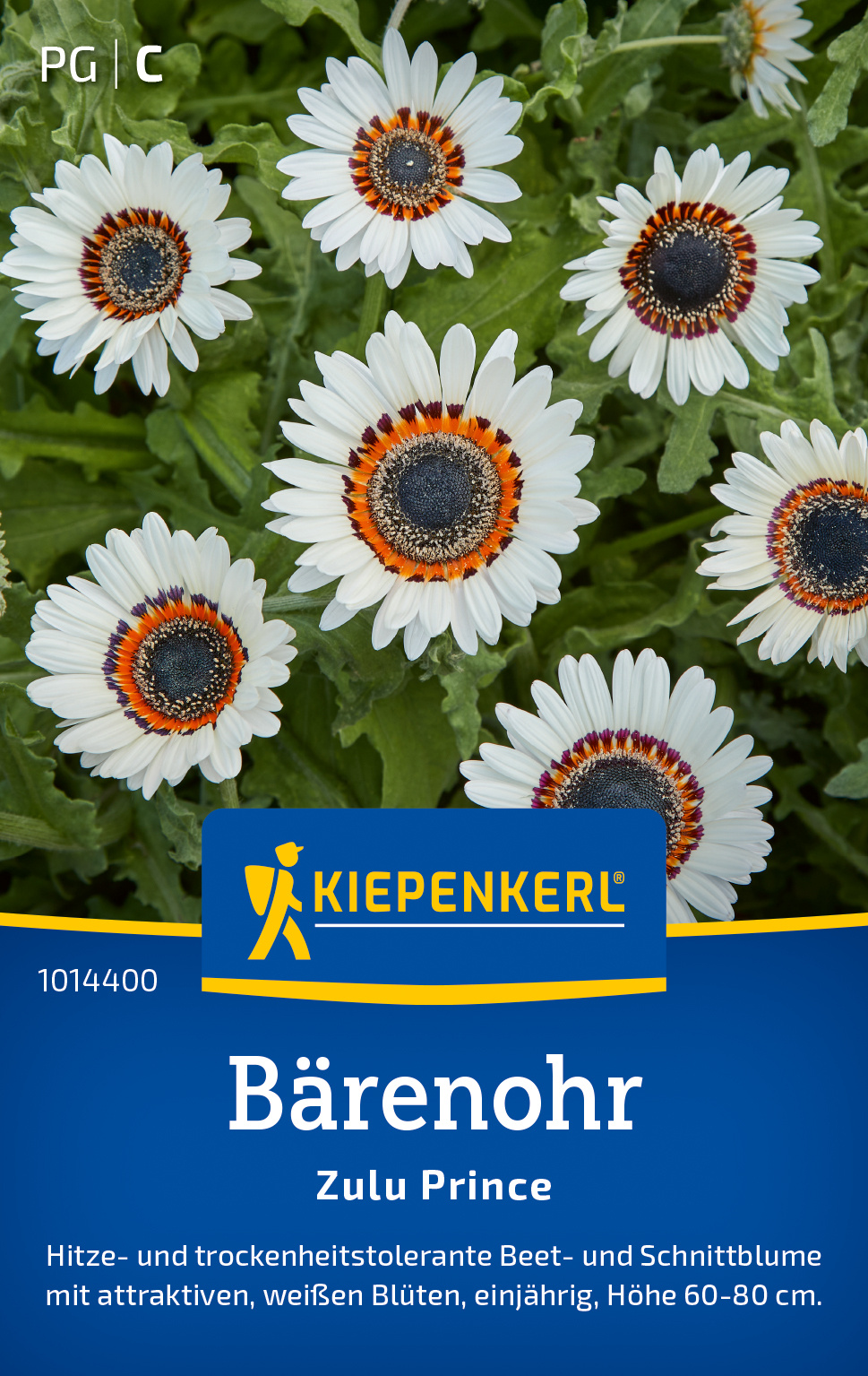 Bärenohrsamen Zulu Prince