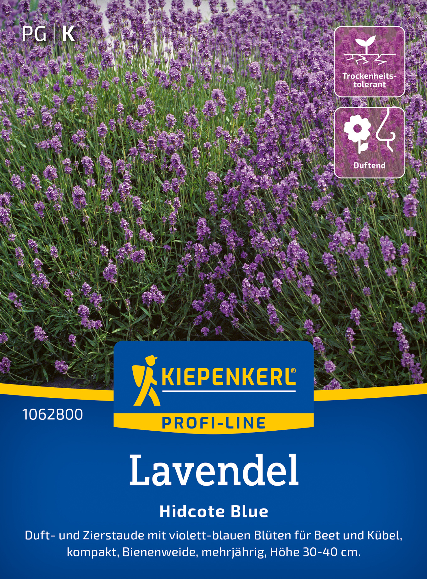 Lavendelsamen Hidcote Blue
