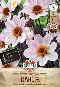 Dahlienblüten mit weißen und rosa gestreiften Blüten, gelborange Mitte, dunkelrote Staubgefäße.