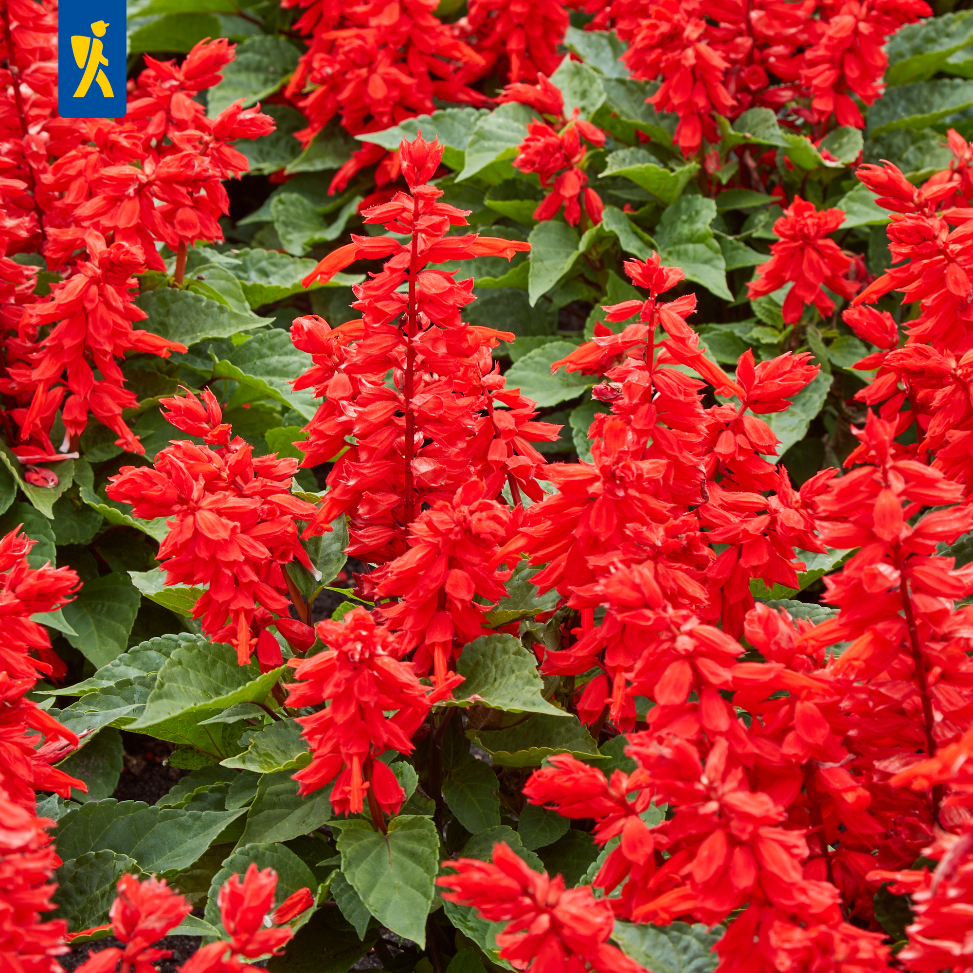 Feuersalbei Scarlet King