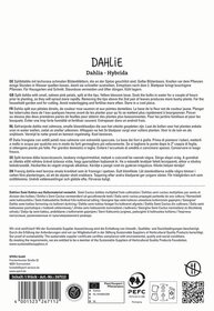 Text auf Verpackung mit deutschen, englischen, französischen, niederländischen, italienischen und schwedischen Beschreibungen der Dahlia Hybride.