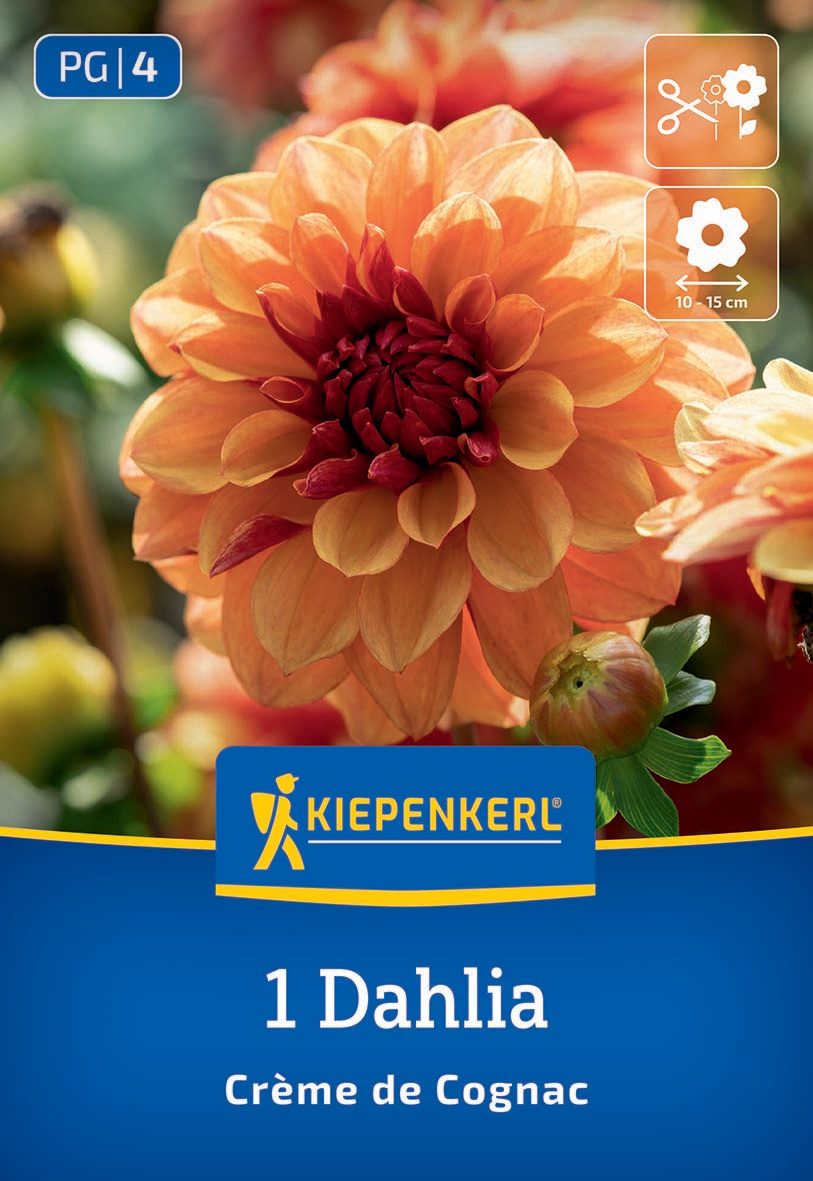 Gelbe und rote Dahlie mit dicht gefüllten Blüten, daneben eine noch offene Knospe, Hintergrund unscharf.